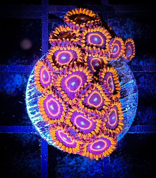 WYSIWYG Red Hornets Zoanthids Large Frag 03F2