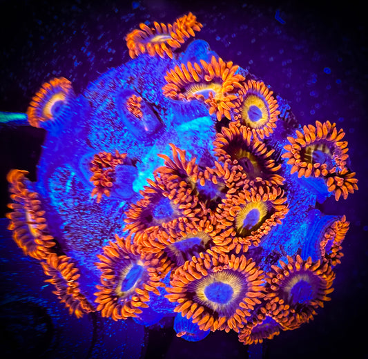 WYSIWYG Blondies Zoanthids 17F1