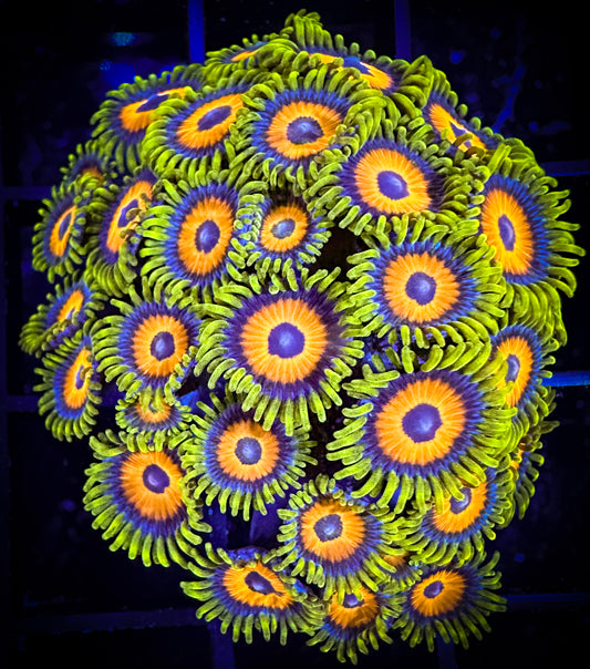 WYSIWYG Super Sunflower Zoanthids Mini Colony 17B3