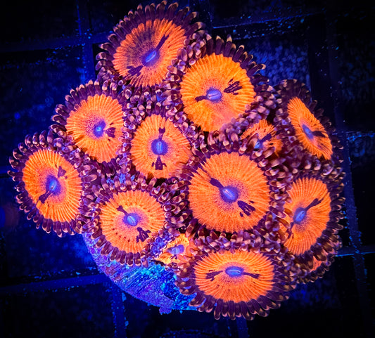 WYSIWYG WWC Bloodsuckers AKA Date Night Zoanthids 11F2