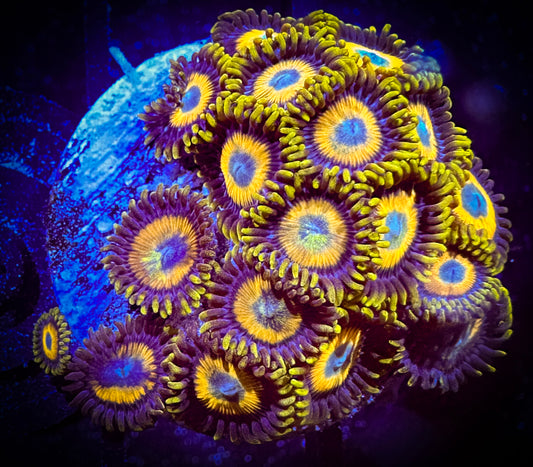 WYSIWYG Scrambled Eggs Zoanthids Large Frag 16F4