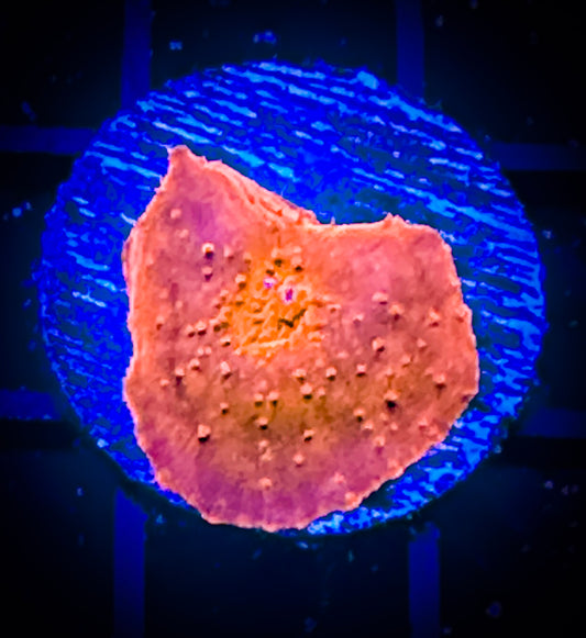 WYSIWYG Iron Man Discosoma Mushroom