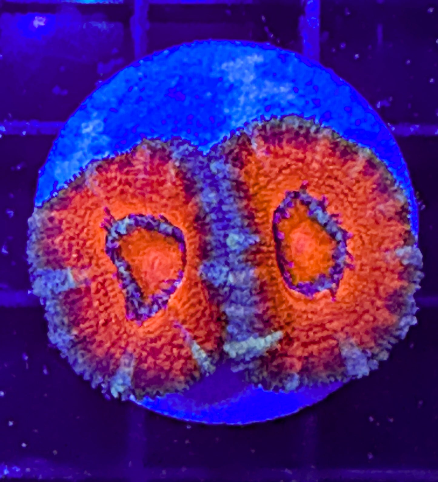 WYSIWYG Ultra Acan (Micromussa)
