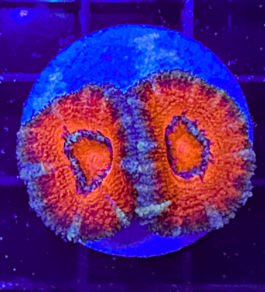 WYSIWYG Ultra Acan (Micromussa)