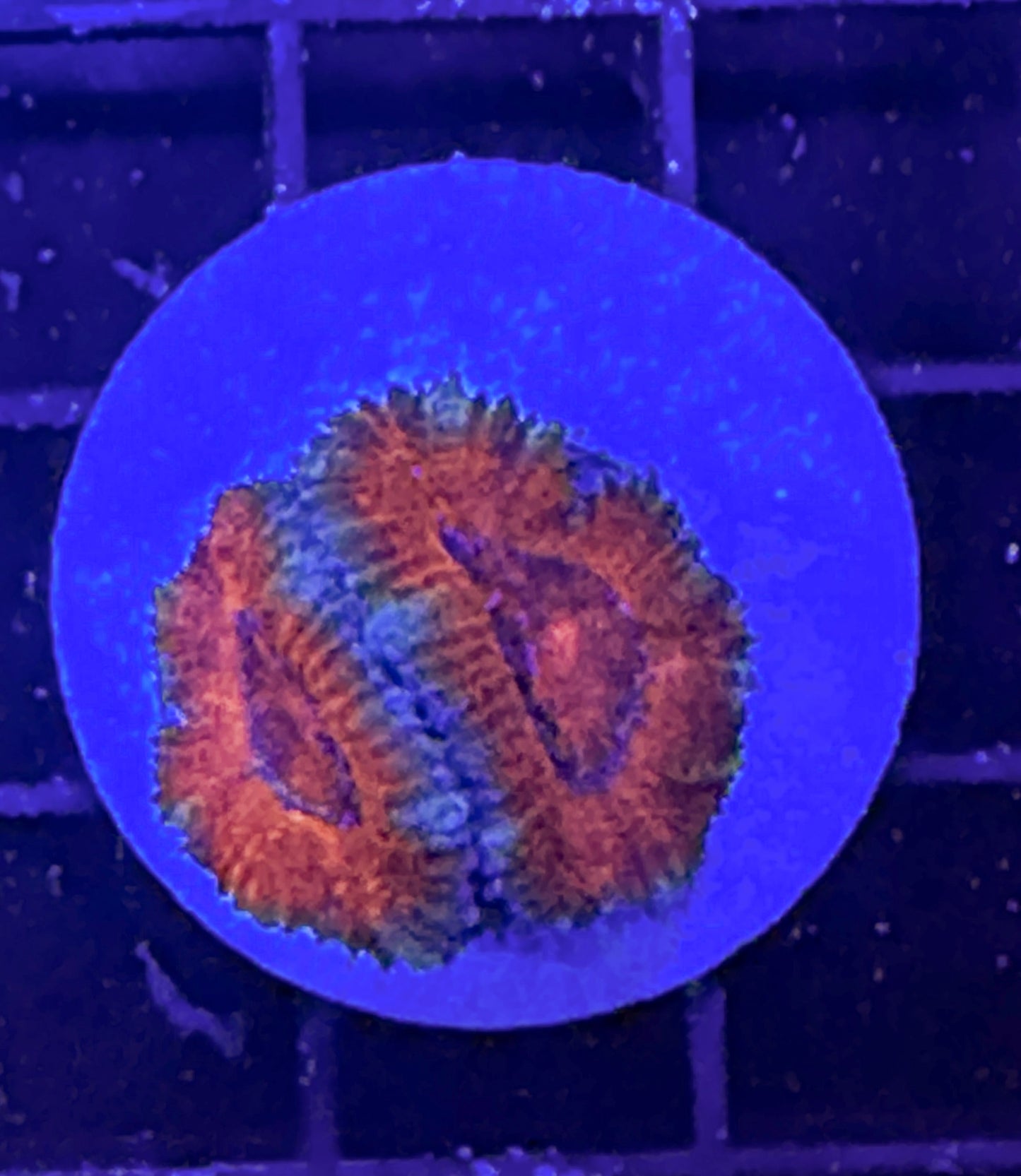 WYSIWYG Ultra Acan (Micromussa)