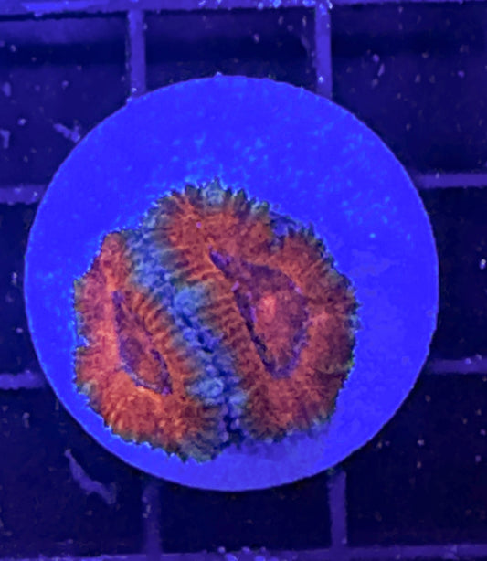 WYSIWYG Ultra Acan (Micromussa)