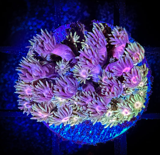 WYSIWYG Goat Corals GPP (Green, Pink, and Purple) Goniopora 05D4