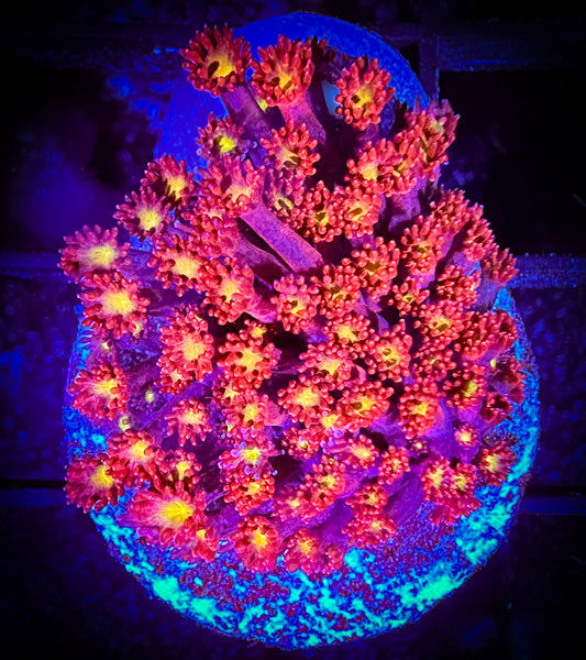 WYSIWYG Cherry Corals Rising Sun Bernardpora 09F1
