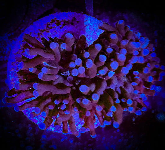 WYSIWYG Gold and Purple Micro Torch (Euphyllia Cristata) 17A1