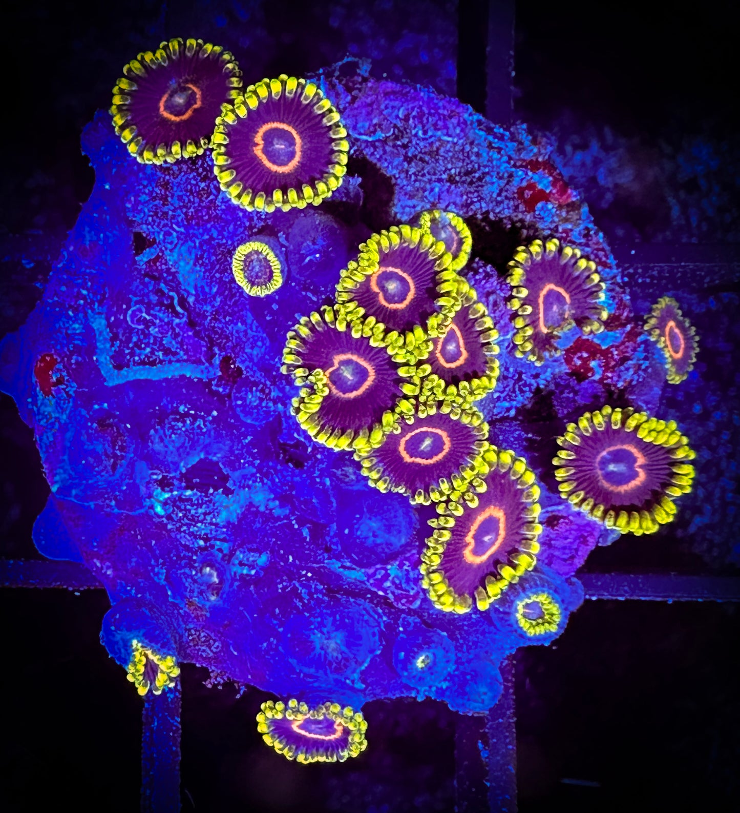 WYSIWYG Purple Hearts Zoanthids 05D3