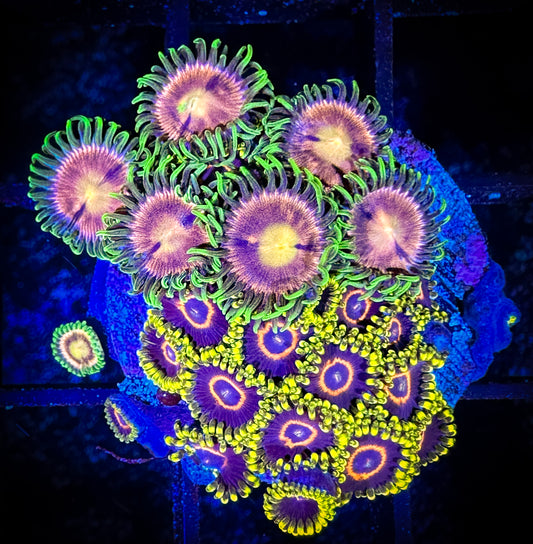 WYSIWYG Lazer Lemons and Purple Hearts Zoanthids 09E2