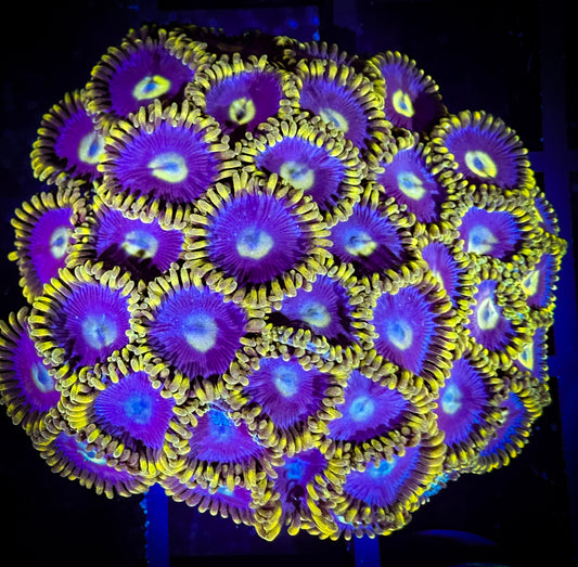 WYSIWYG Blueberry Fields Zoanthids 15F2