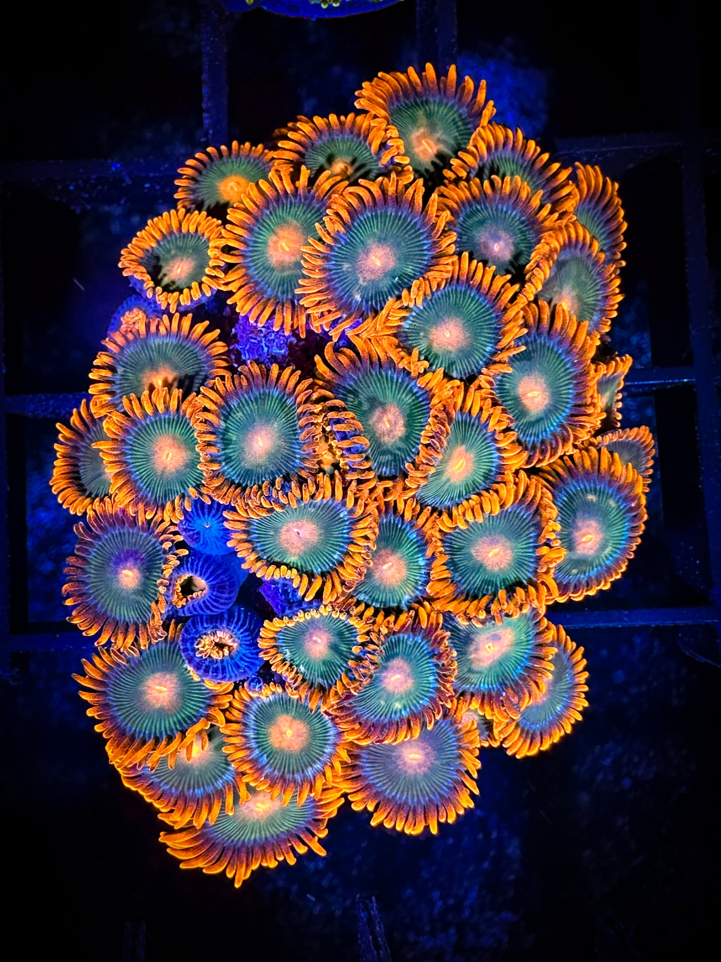 WYSIWYG Cornbread Rockstars Zoanthids Colony 05D2