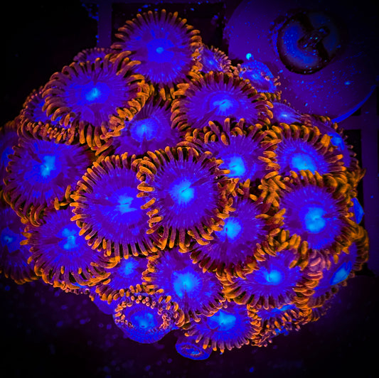 OG Fire and Ice Zoanthids