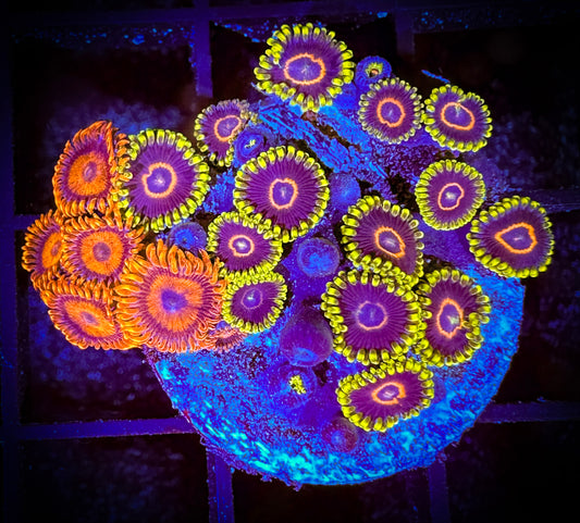 WYSIWYG CB Orange Hornets and Purple Hearts Zoanthids 09D4