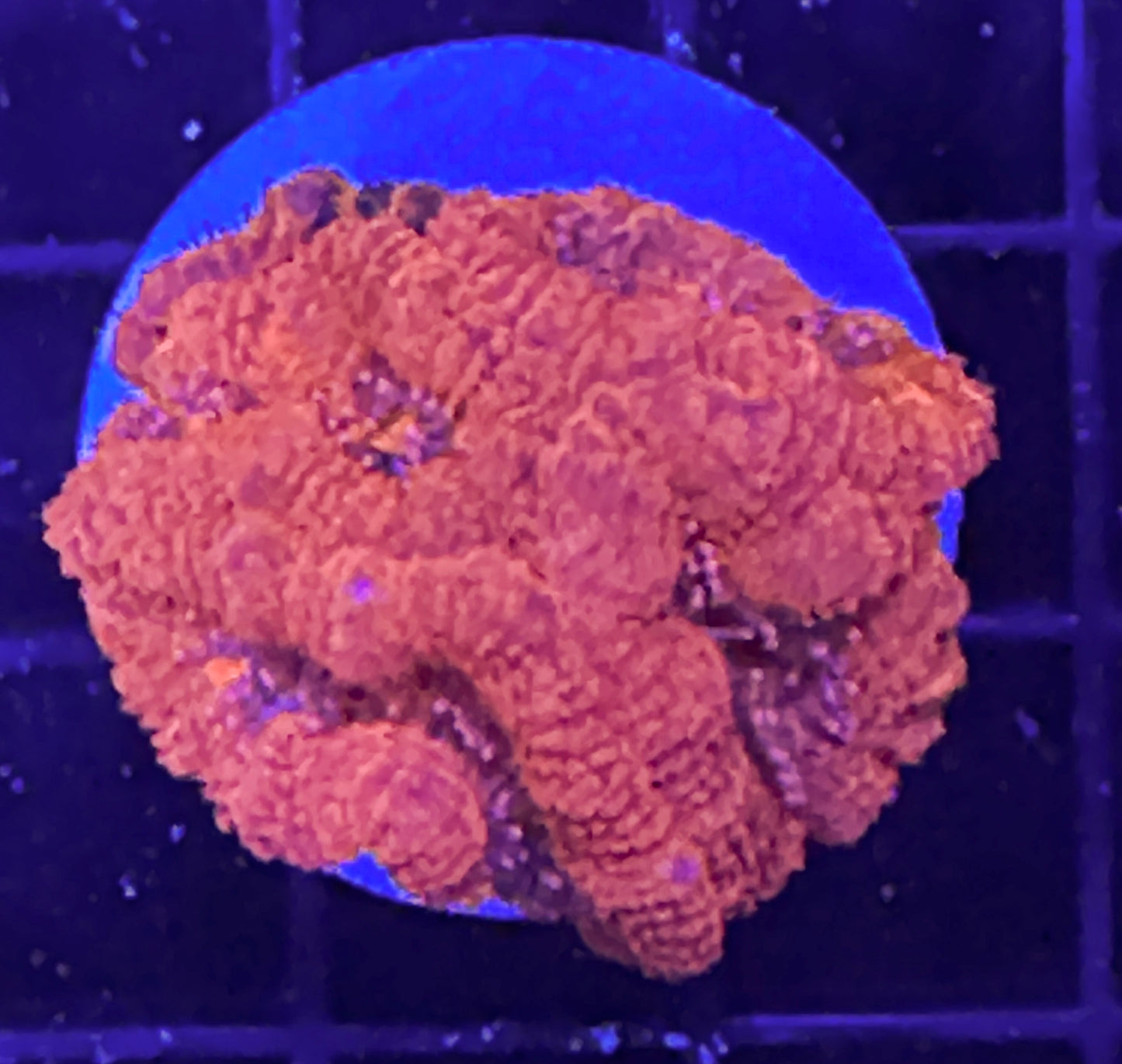 WYSIWYG Ultra Acan (Micromussa)