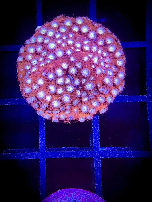 WYSIWYG WWC Peppermint Cypastrea 05B3