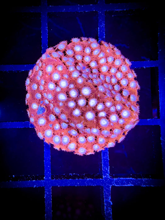 WYSIWYG WWC Peppermint Cypastrea 01A4