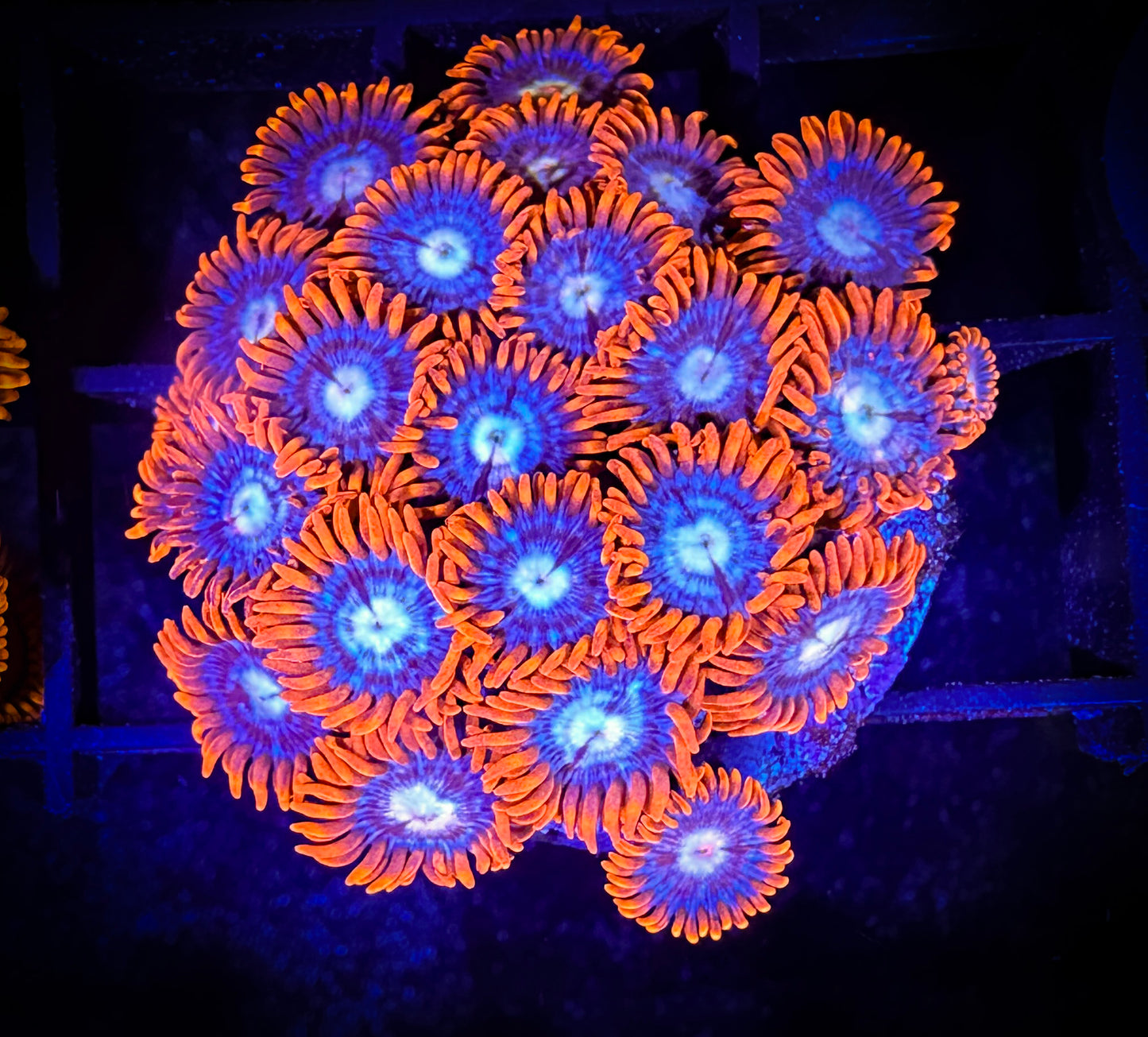 WYSIWYG Fire and Ice Zoanthids Frag 09B1