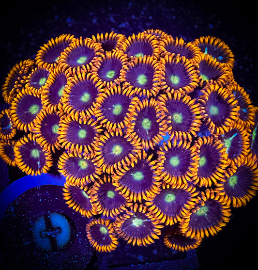WYSIWYG GC Confused Fireballs Zoanthids Mini Colony 18D1