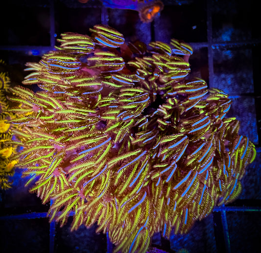 WYSIWYG Navy-Eyed Pipe Organ Coral 11E3
