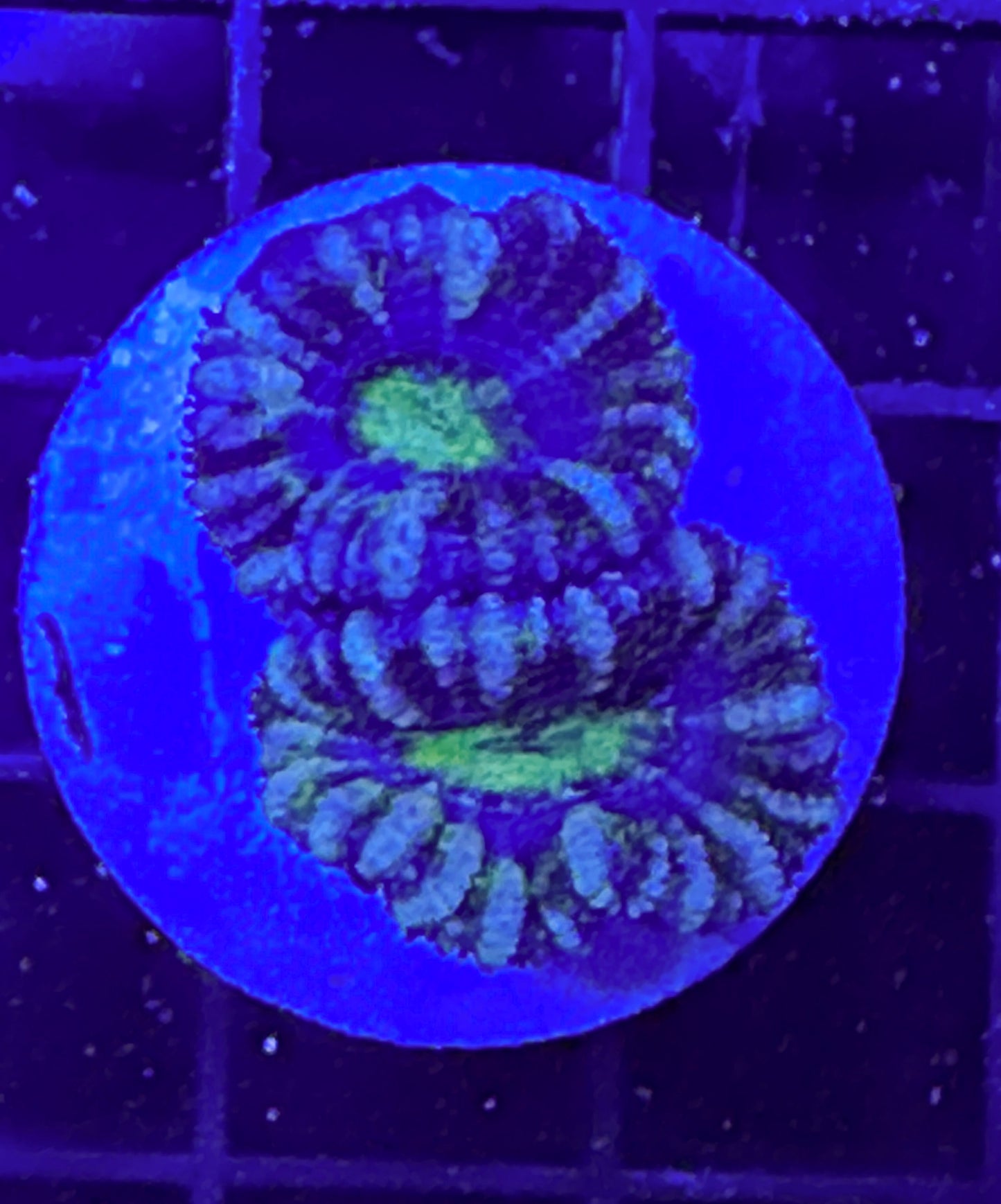 WYSIWYG Ultra Acan (Micromussa)