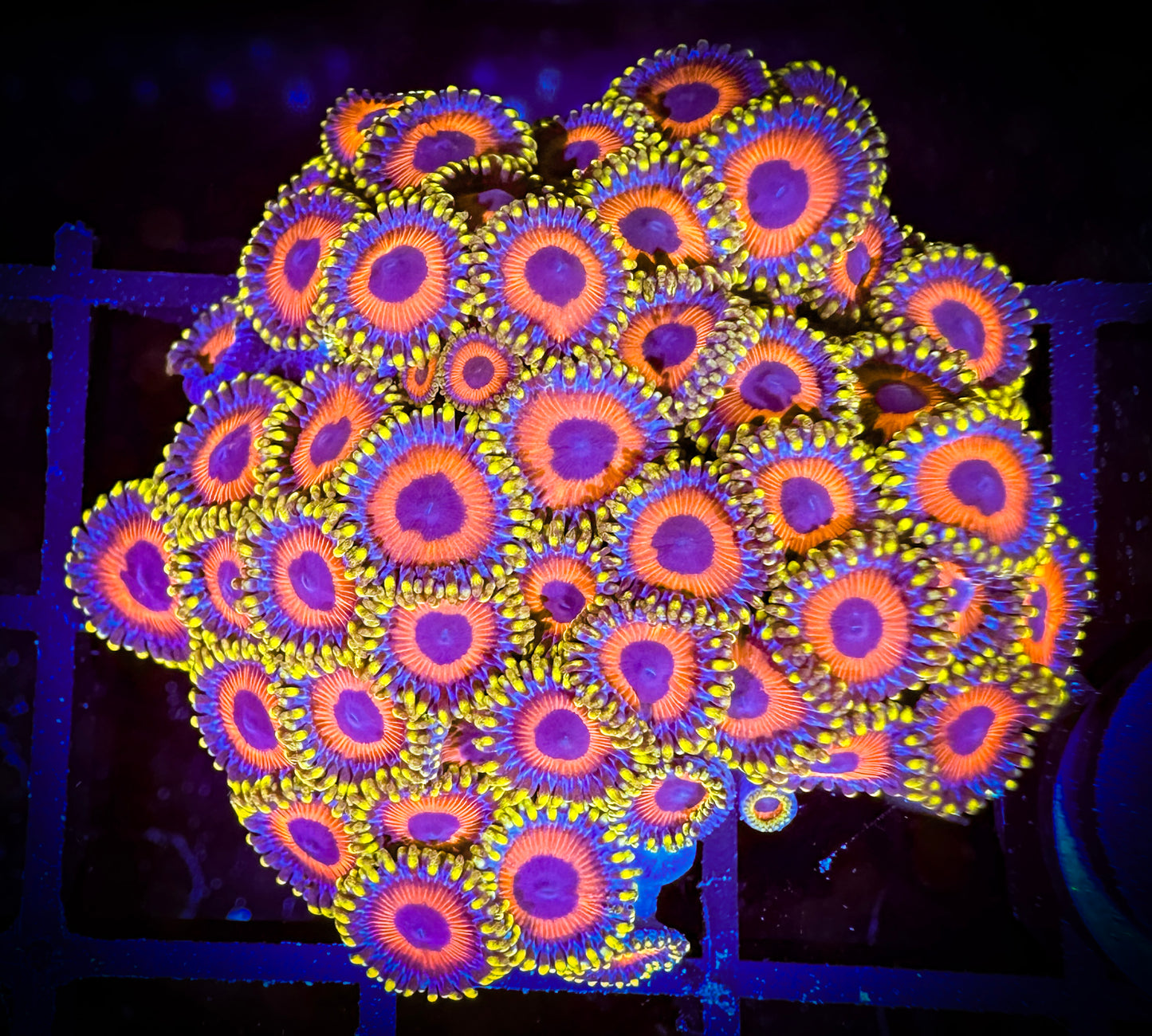 WYSIWYG Eagle Eyes Zoanthids Colony 15B4