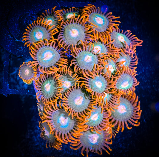 WYSIWYG Gatorade Zoanthids Large Frag 02D1