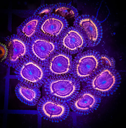 WYSIWYG CC Bloodsuckers Zoanthids Colony 15A3