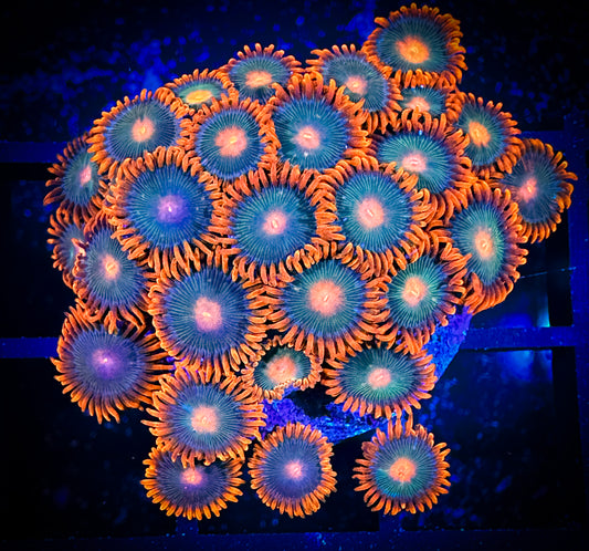 WYSIWYG CB Rockstar Zoanthids Large Frag 18F1