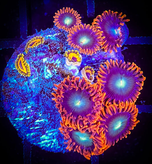 WYSIWYG CB Punk Rockers Zoanthids and Jungle Juice Small Frag 16E4