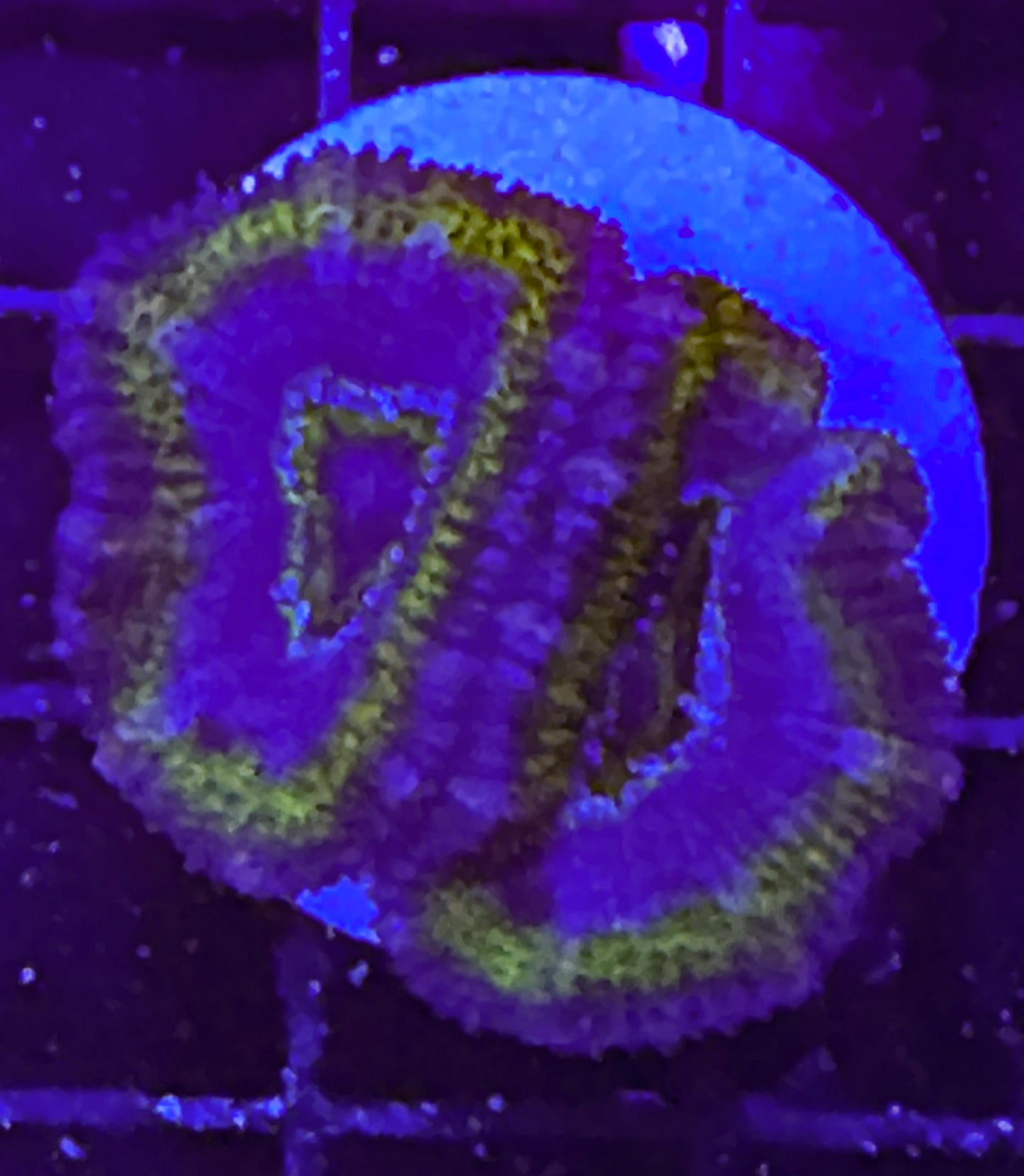 WYSIWYG Ultra Acan (Micromussa)