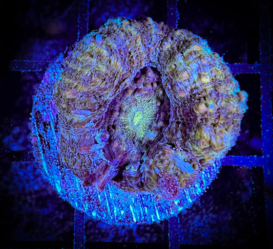 WYSIWYG Beautiful Acan Bowerbanki 02A1