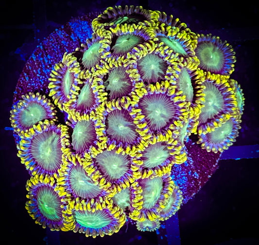 WYSIWYG Radioactive Dragon Eyes Large Frag 14F2