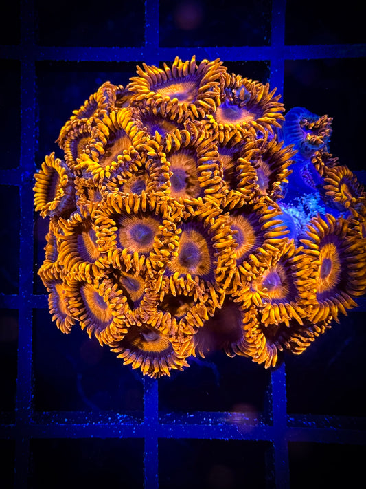 WYSIWYG CB Orange Hornets AKA Oxides Zoanthids Large Frag 04B3