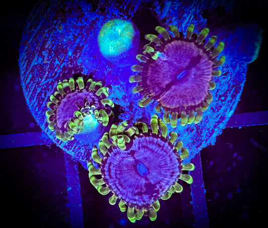 WYSIWYG WWC Purple Monsters Zoanthids Small Frag 14E4