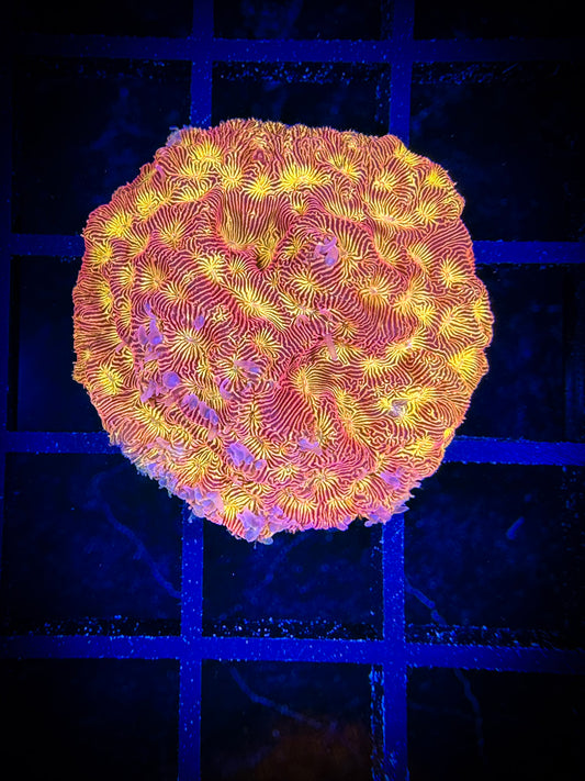 WYSIWYG TG Blood Orange Leptoseris 02F3