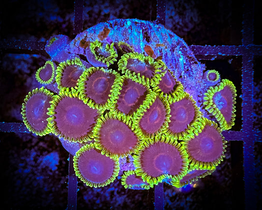 WYSIWYG Jokers Zoanthids Large Frag 01D1