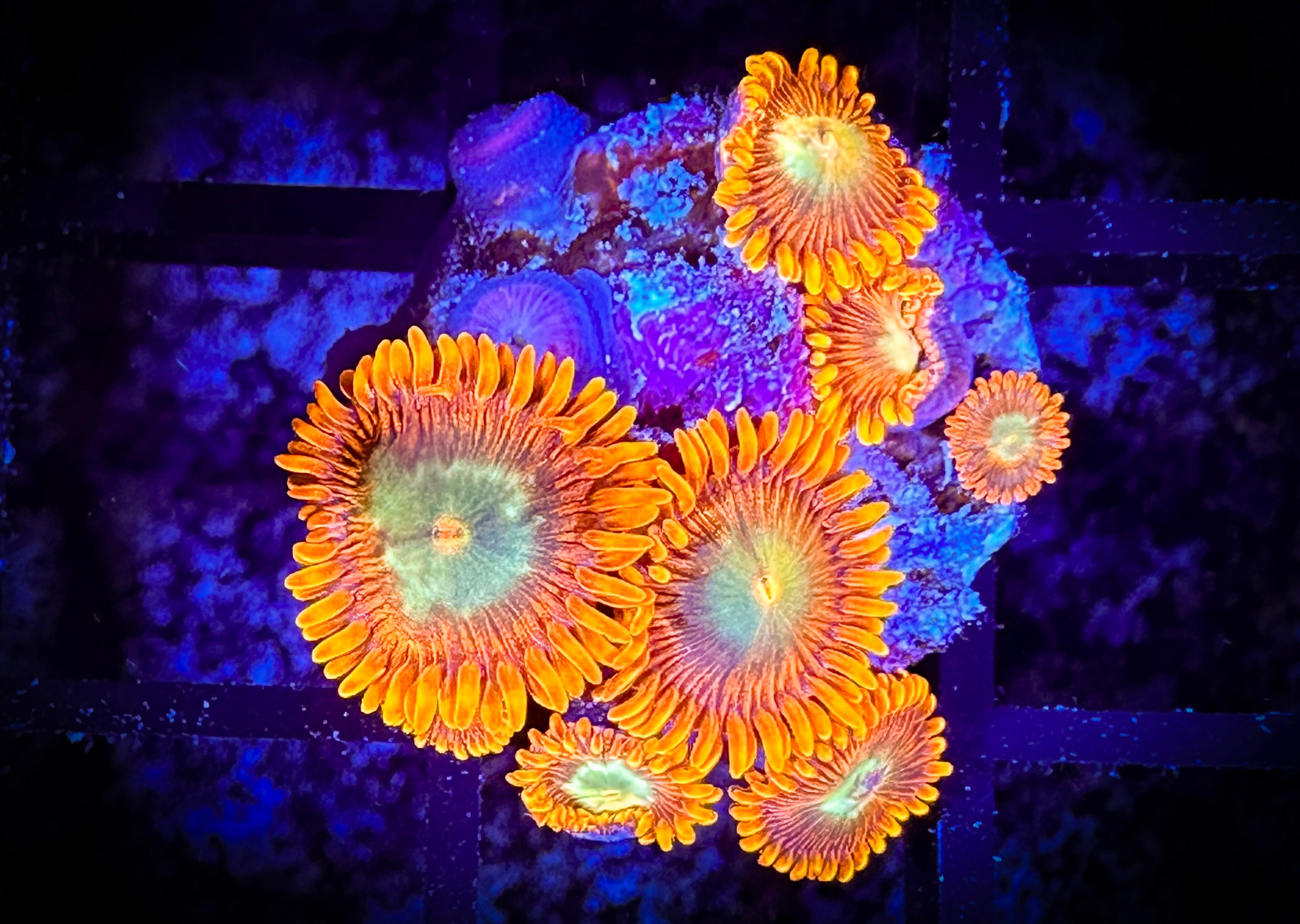 Flames Gc GC Tropical Flame Zoanthids – Goat Corals