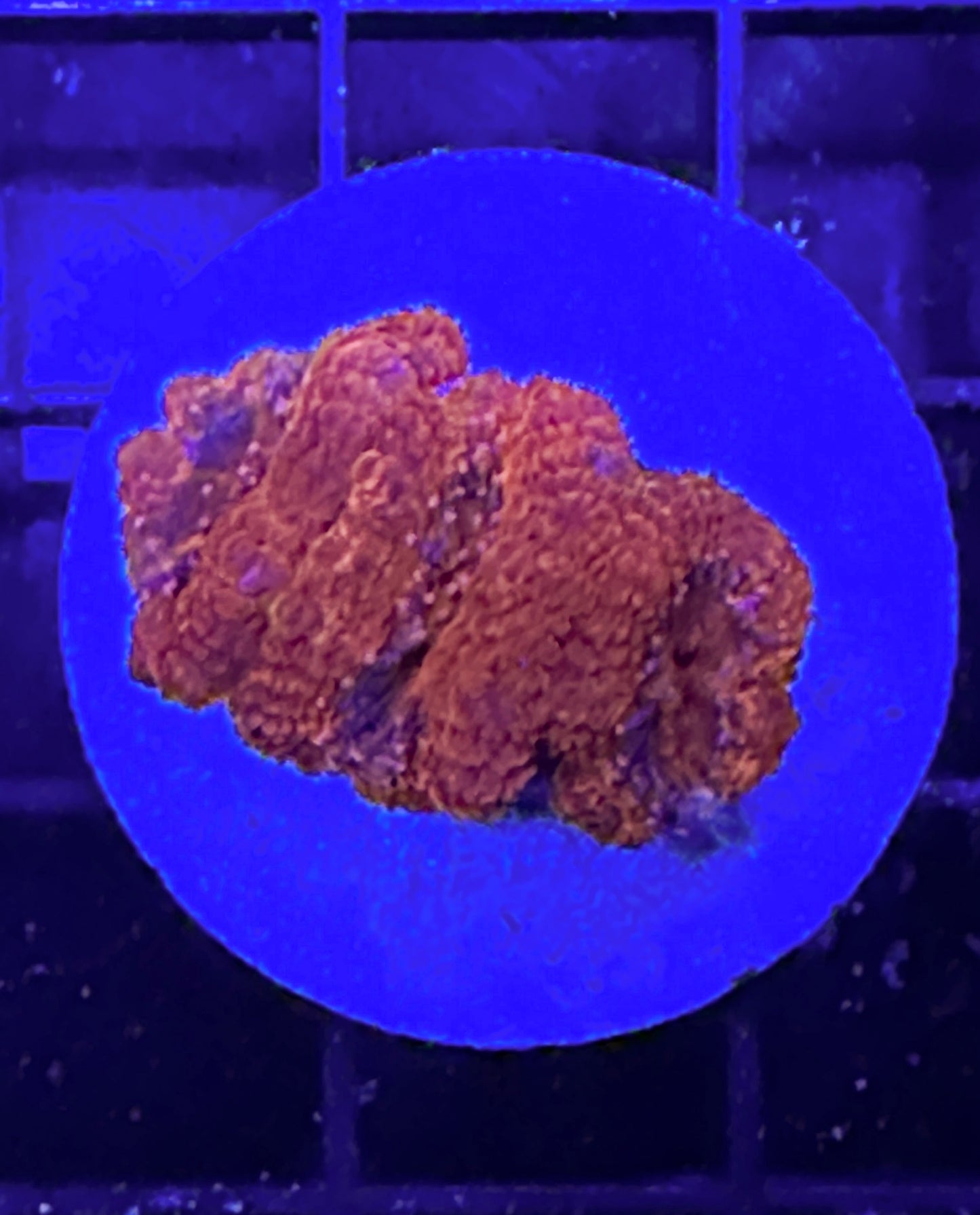 WYSIWYG Ultra Acan (Micromussa)