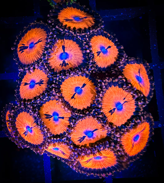 WYSIWYG WWC Bloodsuckers AKA Date Night Zoanthids Large Frag 14C3
