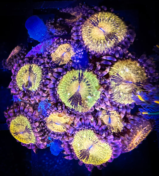 WYSIWYG JF Mohican Sun Zoanthids or WWC Pandoras 14B3