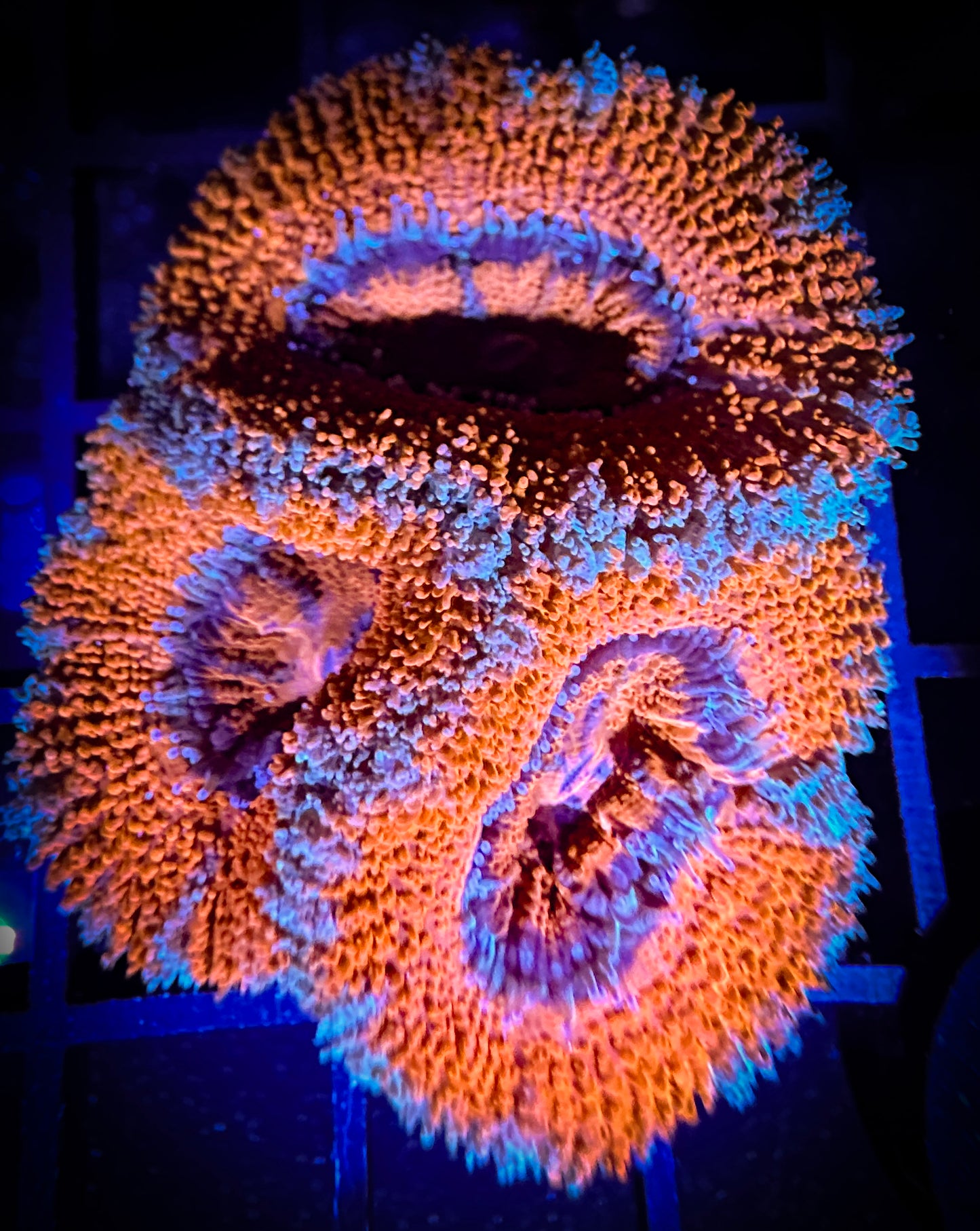 WYSIWYG Big Polyp Acan (Micromussa) 14B2