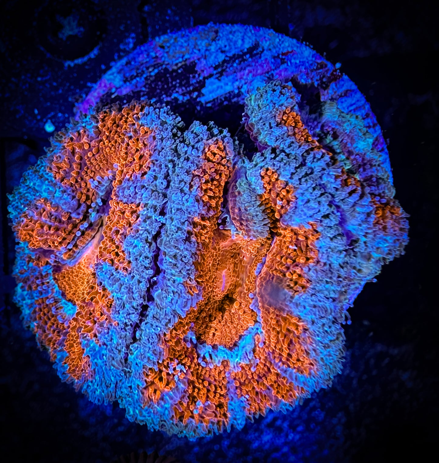 WYSIWYG Ultra Acan (Micromussa) 04A2