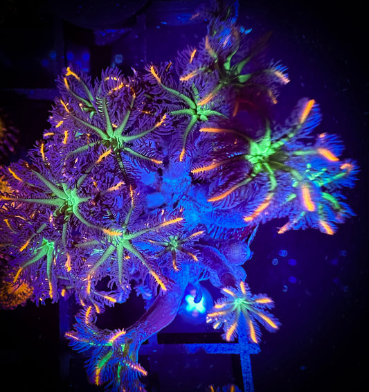 WYSIWYG Fireworks Clove Polyps Large Frag 14A3