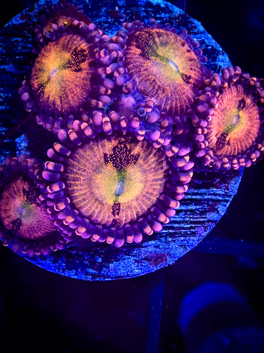 Alien Antivenom Zoanthids