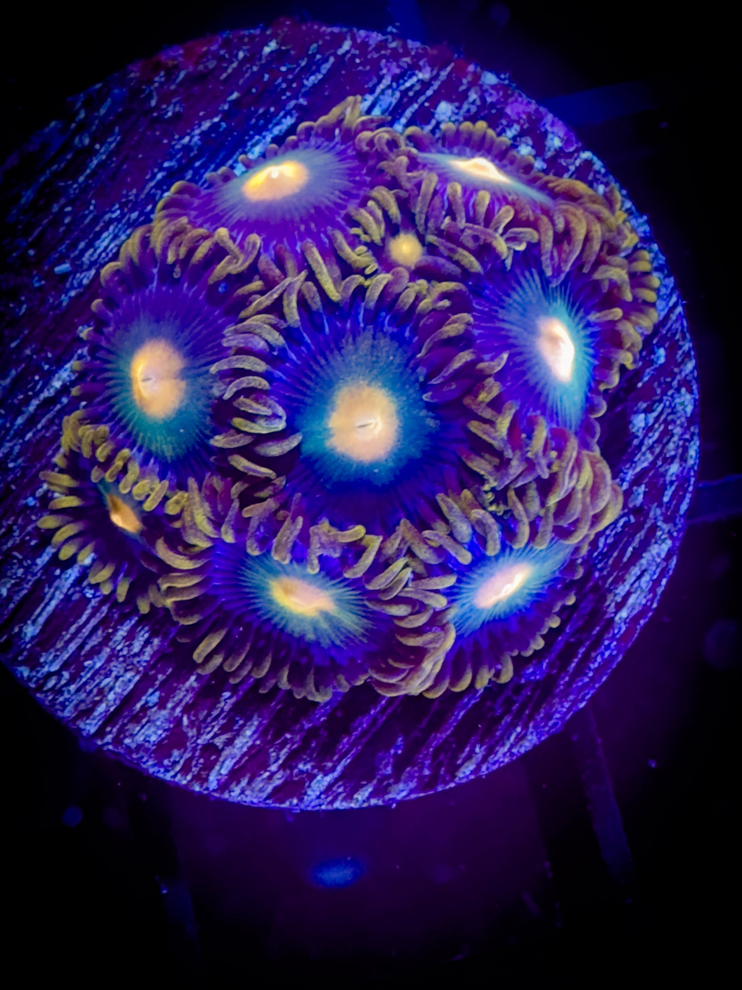 Alien Eyes Zoanthids