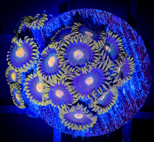 WYSIWYG Alien Eyes Zoanthids Large Frag B