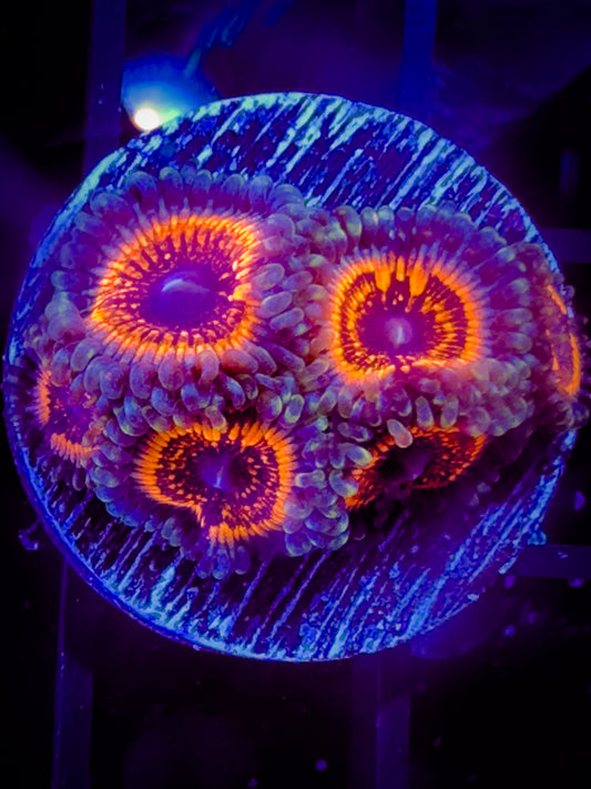 Armor of God Zoanthids