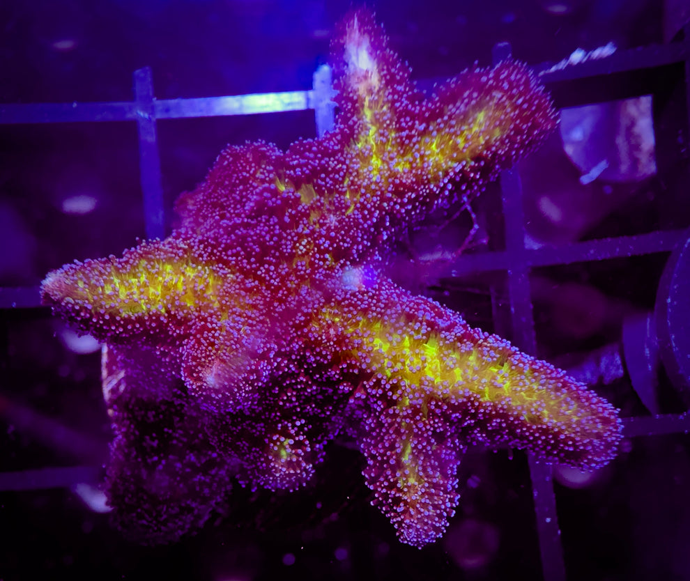 Bird of Paradise Birdsnest Goat Corals